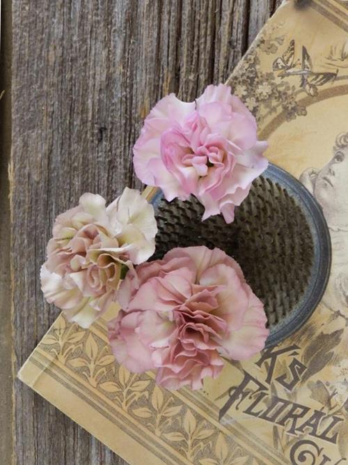 Mocca Sweet Bi-Color Cream/Pink Mini Carnations